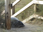 SX11340 Cute Grey or atlantic seal pup on wooden stairs (Halichoerus grypsus).jpg
